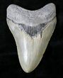 Sharply Serrated Megalodon Tooth - North Carolina #19295-1